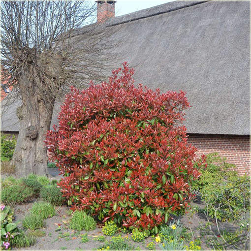 Głogownik Frasera Red Robin Photinia fraseri