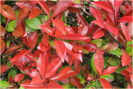 Głogownik Frasera Red Robin Photinia fraseri