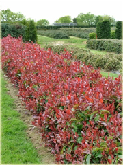 Głogownik Frasera Red Robin Photinia fraseri
