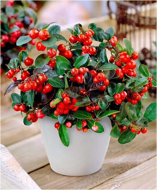 Golteria, gaulteria zimozielona czerwona