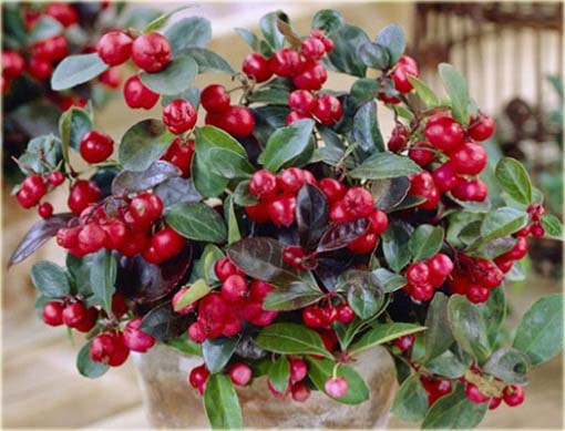 Golteria, gaulteria zimozielona czerwona