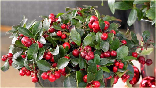 Golteria, gaulteria zimozielona czerwona