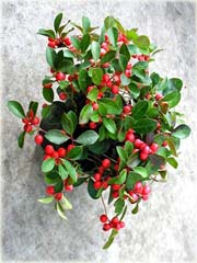 Golteria, gaulteria zimozielona czerwona