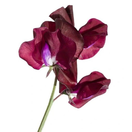 Groszek pachnący bordo Czarny Rycerz, Lathyrus odoratus, Sweet Pea