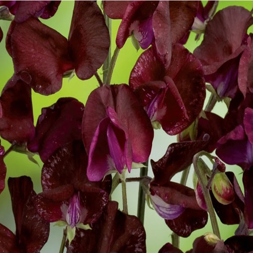 Groszek pachnący bordo Czarny Rycerz, Lathyrus odoratus, Sweet Pea