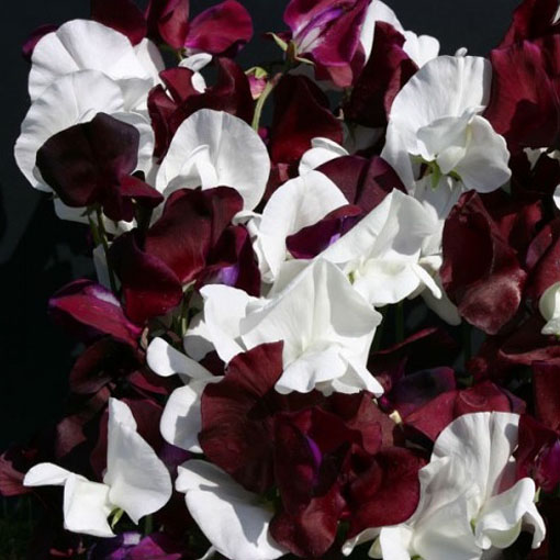 Groszek pachnący bordo Czarny Rycerz, Lathyrus odoratus, Sweet Pea