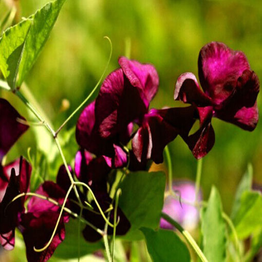Groszek pachnący bordo Czarny Rycerz, Lathyrus odoratus, Sweet Pea