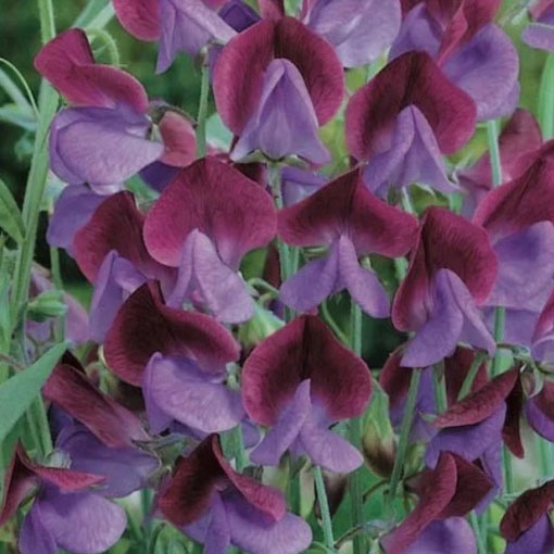 Groszek pachnący bordo Czarny Rycerz, Lathyrus odoratus, Sweet Pea