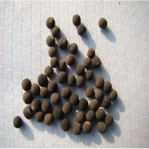 Groszek pachnący bordo Czarny Rycerz, Lathyrus odoratus, Sweet Pea