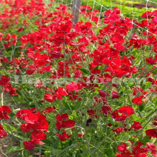 Groszek pachnący czerwony Scarlet, Lathyrus odoratus, Sweet Pea