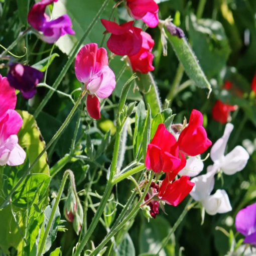 Groszek pachnący czerwony Scarlet, Lathyrus odoratus, Sweet Pea
