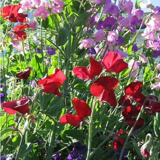 Groszek pachnący czerwony Scarlet, Lathyrus odoratus, Sweet Pea