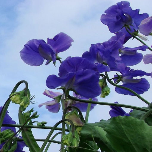 Nasiona Groszek pachnący fiolet navy blue, Lathyrus odoratus, Sweet Pea