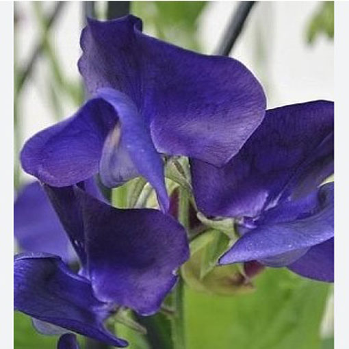 Nasiona Groszek pachnący fiolet navy blue, Lathyrus odoratus, Sweet Pea