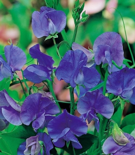 Nasiona Groszek pachnący fiolet navy blue, Lathyrus odoratus, Sweet Pea