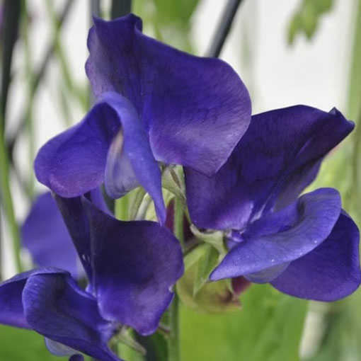 Nasiona Groszek pachnący fiolet navy blue, Lathyrus odoratus, Sweet Pea