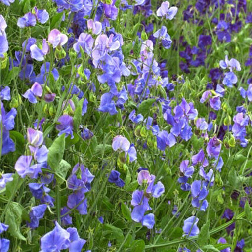 Groszek pachnący jasnoniebieski, Lathyrus odoratus, Sweet Pea