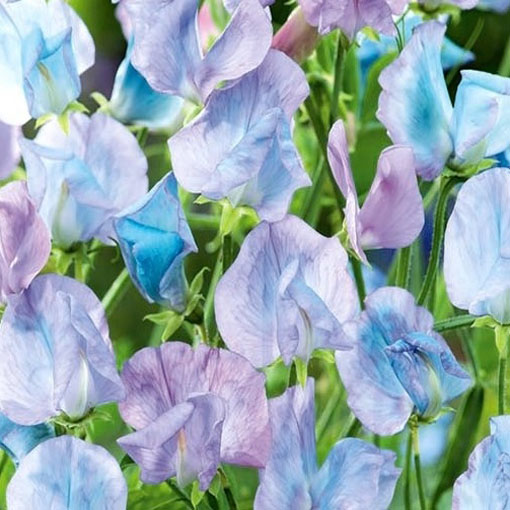 Groszek pachnący jasnoniebieski, Lathyrus odoratus, Sweet Pea