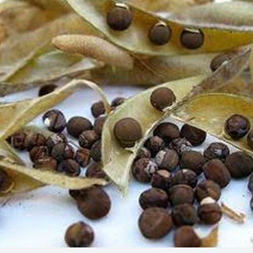 Groszek pachnący jasnoniebieski, Lathyrus odoratus, Sweet Pea