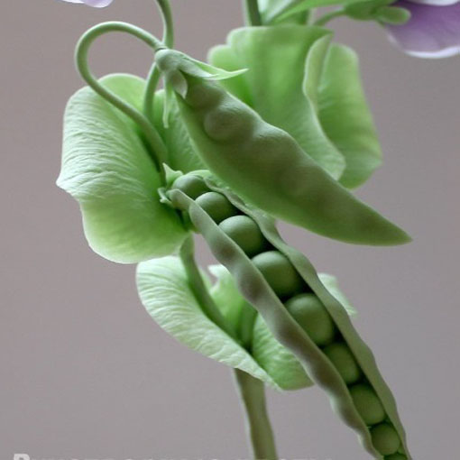 Groszek pachnący jasnoniebieski, Lathyrus odoratus, Sweet Pea