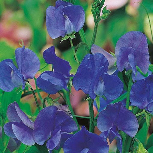 Groszek pachnący niebieski, Lathyrus odoratus, Sweet Pea