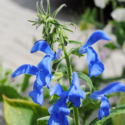 Groszek pachnący niebieski, Lathyrus odoratus, Sweet Pea