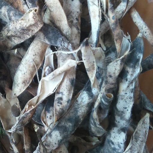 Groszek pachnący niebieski, Lathyrus odoratus, Sweet Pea