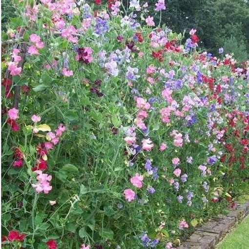 Groszek pachnący niebieski, Lathyrus odoratus, Sweet Pea