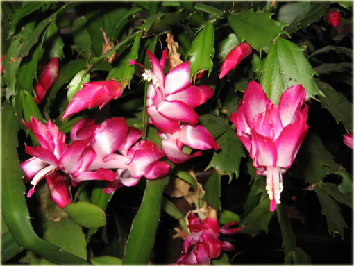 Grudnik biało-różowy, szlumbergera, zygokaktus, raczek, epifillum zimowe