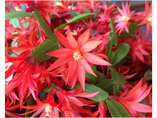 Grudnik czerwony, szlumbergera, zygokaktus, raczek, epifillum zimowe