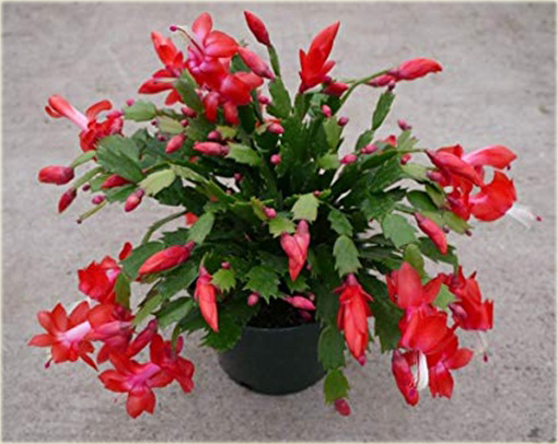 Grudnik czerwony, szlumbergera, zygokaktus, raczek, epifillum zimowe