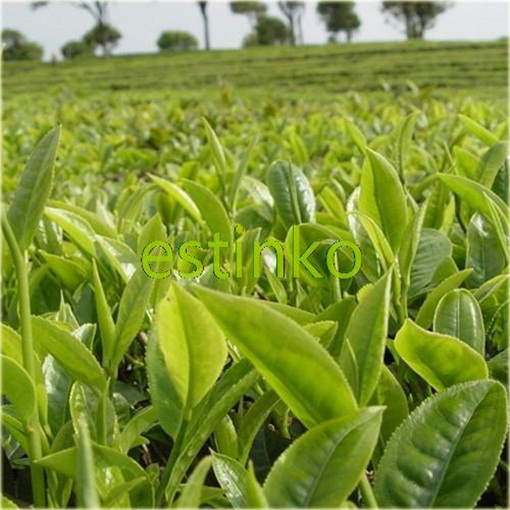 Herbata chińska zielona oryginalna