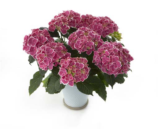 Hortensja bukietowa różowa z białym brzegiem
