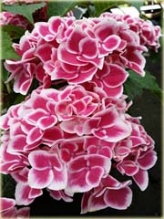 Hortensja bukietowa różowa z białym brzegiem

