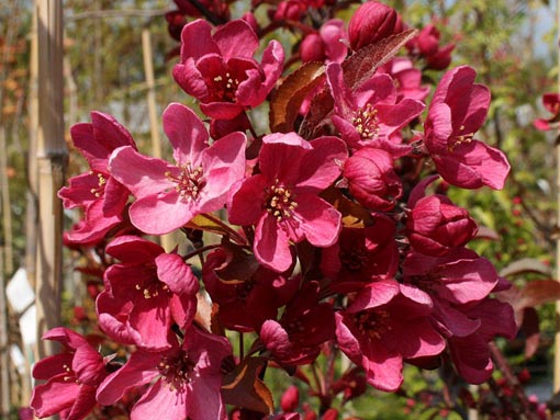 Nasiona Jabłoń rajska ozdobna, Malus pumila