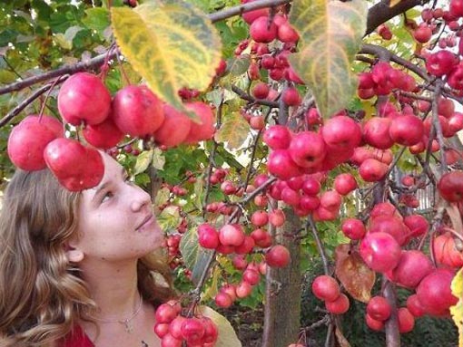 Nasiona Jabłoń rajska ozdobna, Malus pumila
