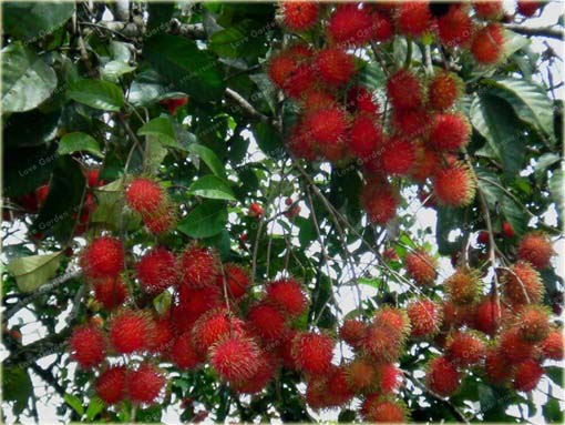 Jagodzian rambutan