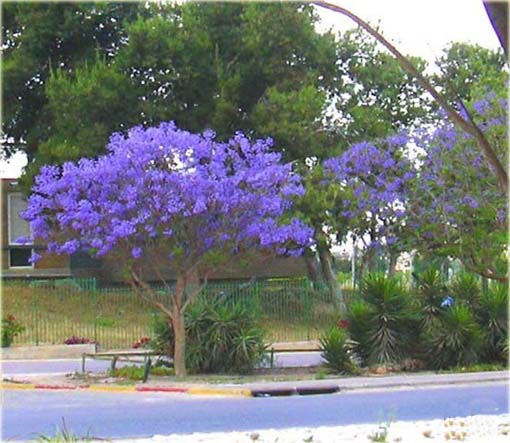 Jakaranda mimozolistna niebieska