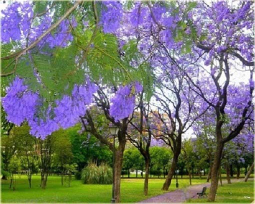 Jakaranda mimozolistna niebieska