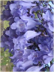 Jakaranda mimozolistna niebieska