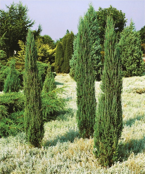 Nasiona Jałowiec przyprawa Juniperus, Juniperus communis