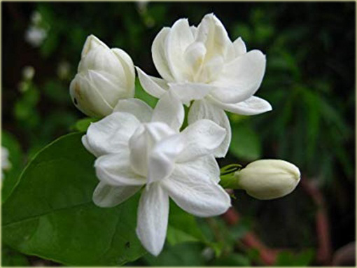 Jaśmin arabski biały mocno pachnący