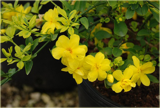 Jaśmin kwiecisty żółty mocno pachnący