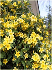 Jaśmin kwiecisty żółty mocno pachnący