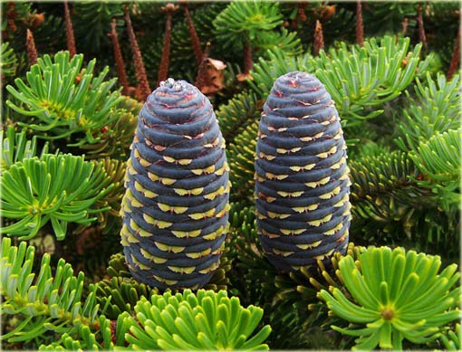 Jodła koreańska wielkie szyszki