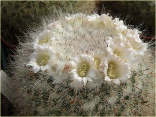 Kaktus biały, kwiat biały
