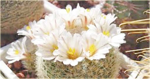 Kaktus biały, kwiat biały