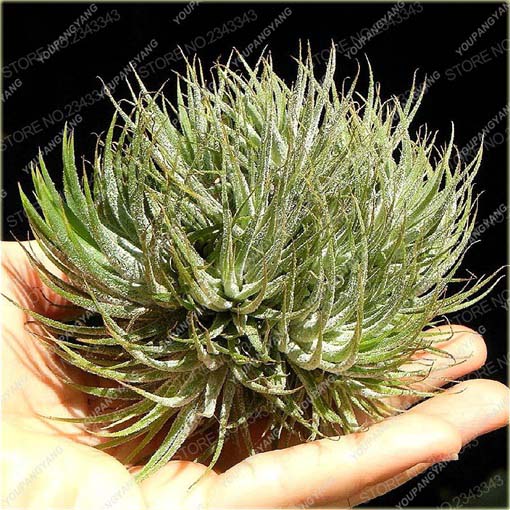 Kaktus Jardin powietrzny rośnie bez ziemi