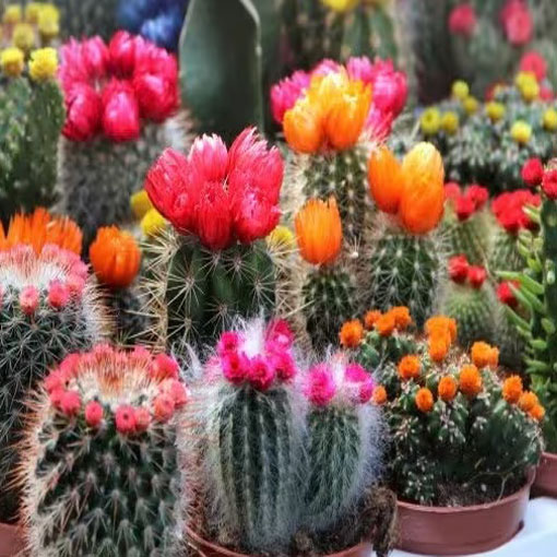 Kaktus Kwitnący mieszanka odmian kaktusów, Succulentus