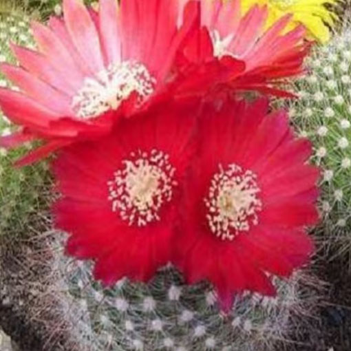 Kaktus Kwitnący mieszanka odmian kaktusów, Succulentus